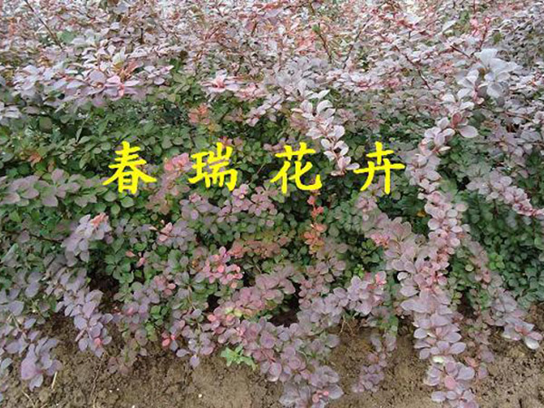 紅葉小(xiǎo)檗.jpg