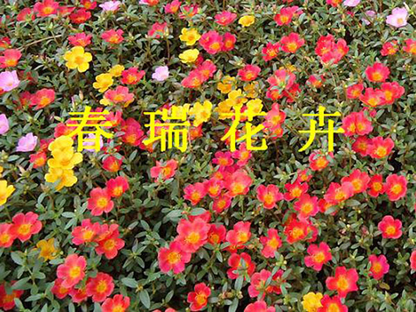 太陽花(huā).jpg