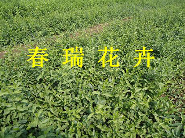 小(xiǎo)葉扶芳藤.jpg