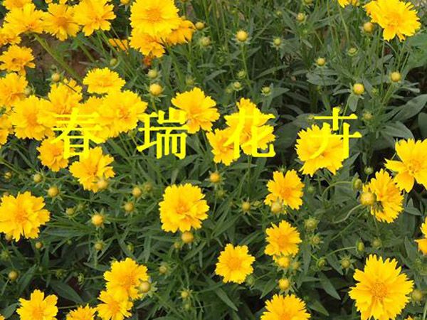 金雞菊