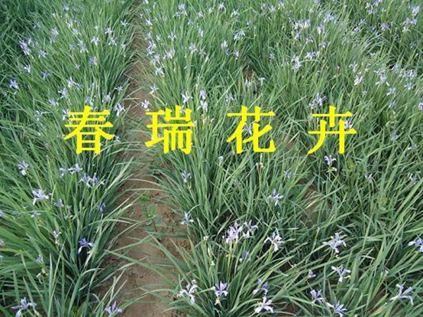 綠化草花(huā)